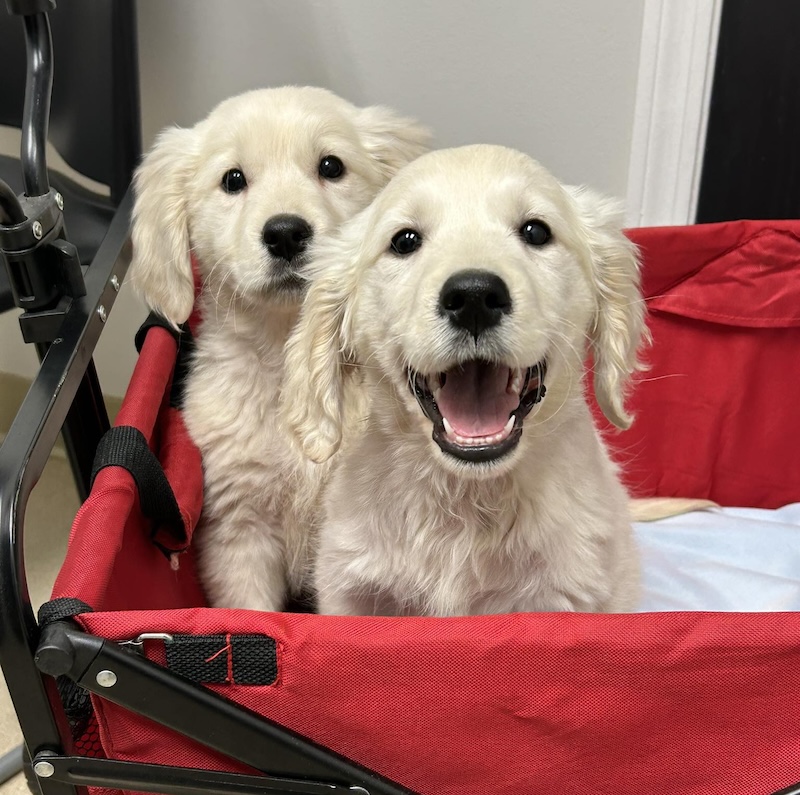 Loyal K9 Rescue Puppies in a Wagon